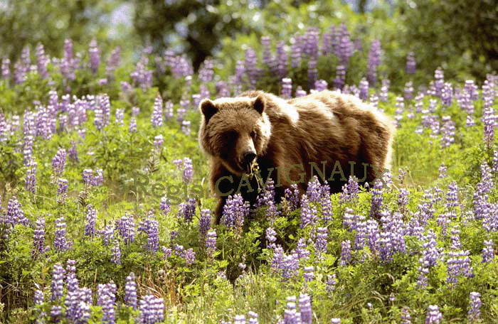 bear in flowers